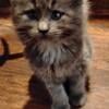 Beautiful Maine coon kittens 9 weeks old parents on premise come and meet us