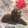 Cocoa Female Goldendoodle