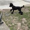 Poodle