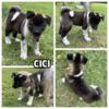 AKITA PUPPIES - born itters available