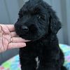 Expecting GIANT SCHNAUZERS