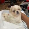 Pekingese puppies for sale