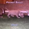 Lilac (True Pocket Bully) 1500 OBO