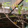 Gouldian and Shafttail finches for sale - Auburn, AL