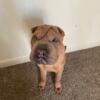 Chinese Shar Pei Puppy