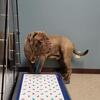 ACK NEAPOLITAN MASTIFFS