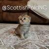 Adorable Scottish Fold Girl 😍🥰