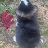 Gorgeous holland lop babies