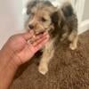 Yorkies (mixed) Available for sale