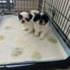 Puppies shih tzu very sweet 