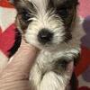 Gorgeous little boy Party, Yorkie