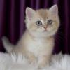 NEW Elite British kitten from Europe with excellent pedigree, male. Peter