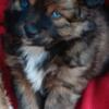 Pomapoo x Mini Aussie Baby Girl Puppy. Chocolate Brindle with Blue Eyes