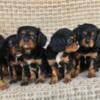 AKC Registered Cavalier King Charles Spaniel puppies!