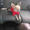 2 1/2 year old male INTACT Chinese Crested