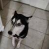 2 year old Female Husky in South Florida Miami Fort Lauderdale