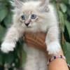 Ragdoll Manx  Kitten