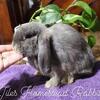 Pedigree Holland Lop Lilac Otter Doe