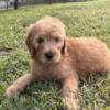 Goldendoodle Puppies 4 Sale! Only 3 left! $800