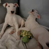 male bull terrier puppies