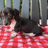 Mini dachshund female (VIOLET)