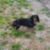 Female Adult Mini Longhaired Silver Dapple Dachshund