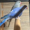 Violet Indian Ringneck weaned