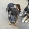 German Shepherd puppies