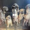 Bullmastiff puppies looking for new homes!
