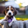 Beagle Puppies -Tri-Color, Tan & White, Available 9/21/24