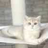 NEW Elite British kitten from Europe with excellent pedigree, female. K Silvia