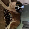 Saint Bernard Puppies