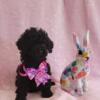 Black female mini toy poodle Kokomo ind 650