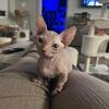Male bambino sphynx available
