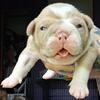 Olde English Bulldogge male pup