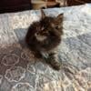 2 Maine coon kitten  male 