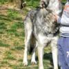 Wolfdog / wolf hybrid puppies. Wolf shepherd & husky