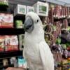 Umbrella Cockatoo very tame