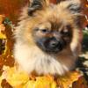 FOR SALE 1 male pomeranian puppies