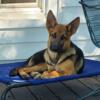 AKC German Shepherd Puppy For Sale in Edenton NC