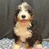 Standard Bernedoodle puppies