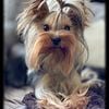 Retired Yorkshire Terriers