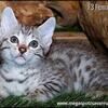 SAVANNAH CAT KITTENS  F2 F3 F5  TICA  2 Vaccinations DNA tested parents, health warranty microchip
