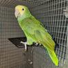 Yellow head amazon 