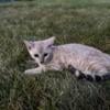 Male Rosetted Snow Bengal Kitten TICA Iowa