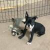 AKC Boston Terrier male puppy