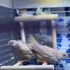 Eumo zebra finches, females