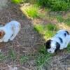 AKC Cavalier King Charles Spaniel born 1-5-24