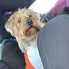 8 year old male Yorkie for rehoming