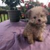 Poodle/Pomeranian Puppies for Sale